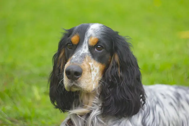 looking after spaniel dogs