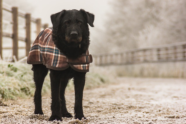 winter dog walking safely