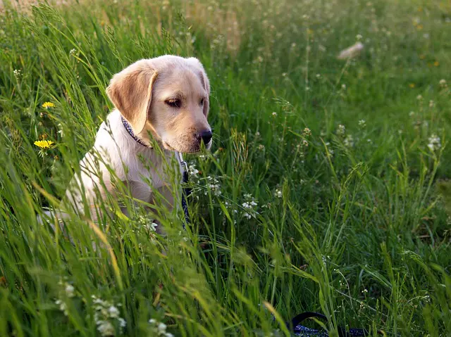 how to look after lab puppy