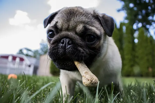 how to stop dogs chewing the house