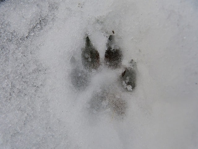 safe winter dog walking 