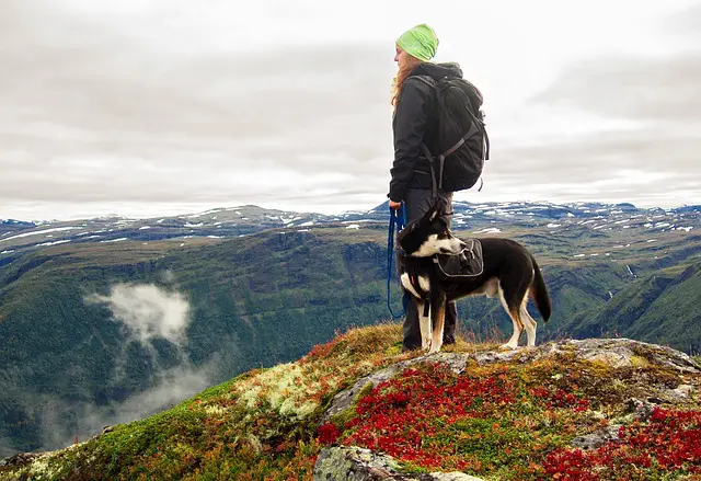 winter dog hiking in the hills