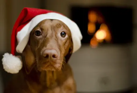 paws plus one Christmas Holiday with dogs Dog Wearing a hat