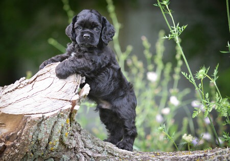 cocker spaniel puppy paws plus one hOW TO CHOOSE A PUPPY BREED