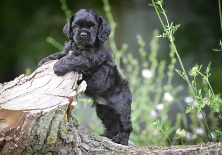 cocker spaniel puppy paws plus one hOW TO CHOOSE A PUPPY BREED