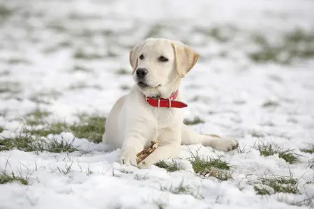 How to stop puppy eating stones