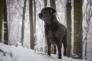 Does My Labrador Need A Coat In Winter