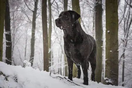 Does My Labrador Need A Coat In Winter paws plus one Does My Labrador Need A Coat In Winter