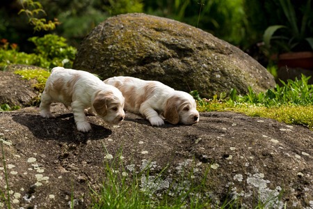 Paws Plus One spaniel puppies Where to find reputable dog breeder