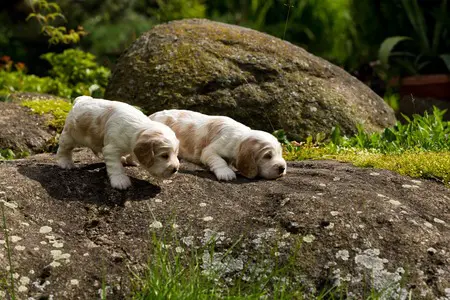 Paws Plus One spaniel puppies Where to find reputable dog breeder