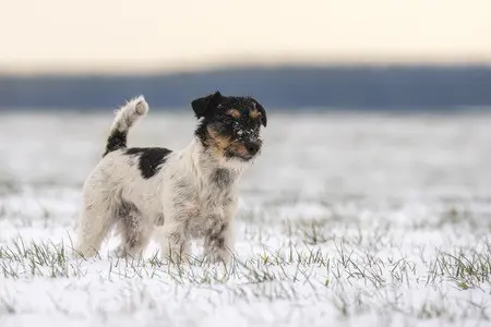 Having a jack russell -Paws Plus One Having a Jack Rusell