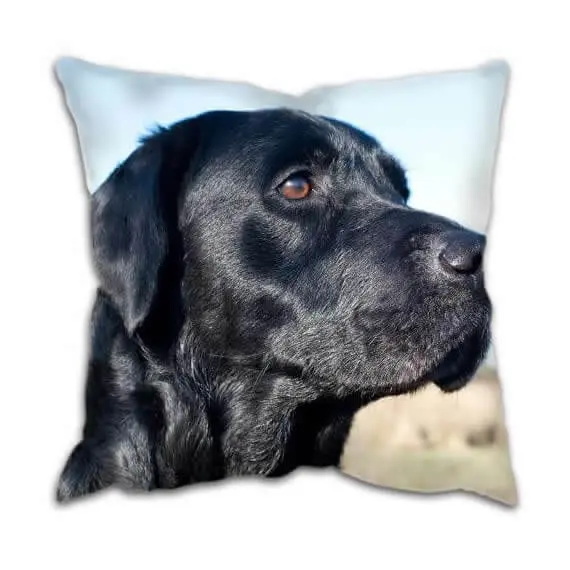 Gun Dog Cushion With Labrador
