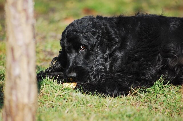 how to stop dogs ingesting pebbles