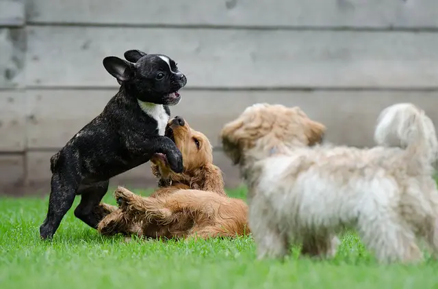 make dogs play nice top tips