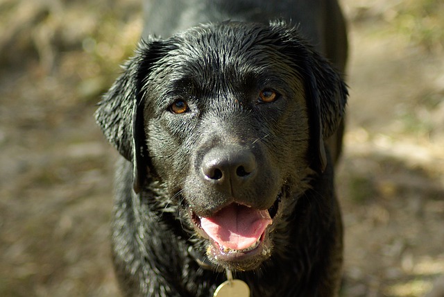 dog coats for labs
