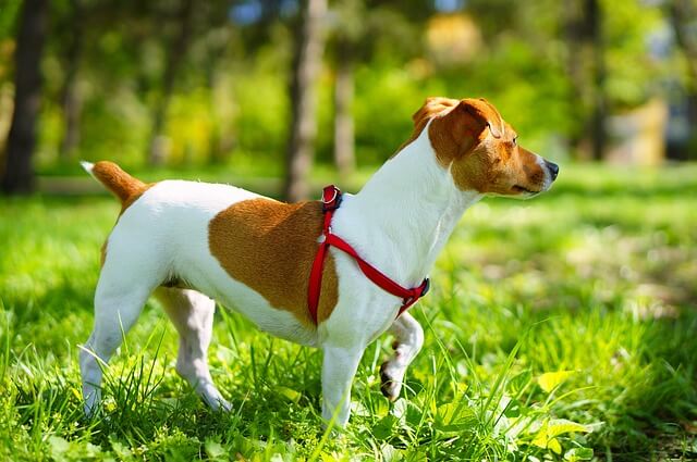 jack russell information