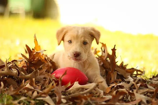 choosing the correct puppy