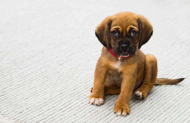 how to home groom puppys