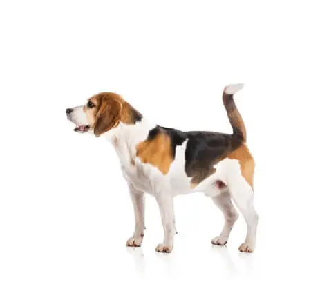 paws plus one How to stop a dog barking at night