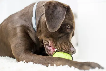 portrait of a chocolate brown labrador playing with a ball easter dog toy