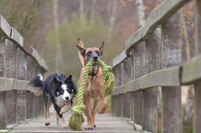 best active dog toys 