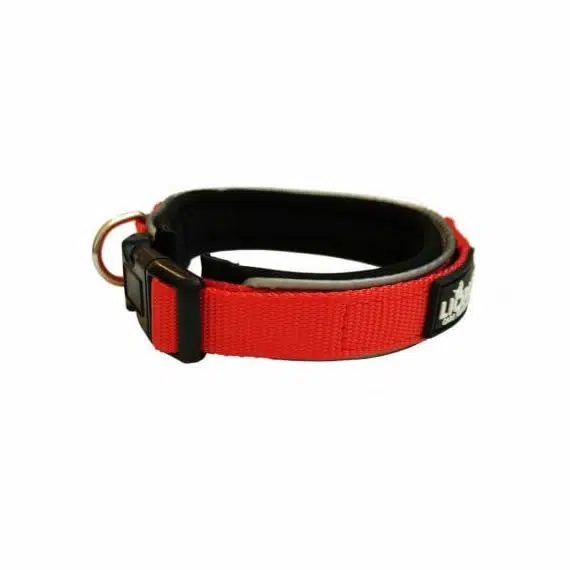 Padded Nylon Collar & Lead Set