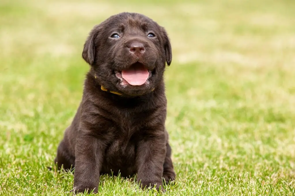 when to start puppy training