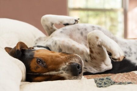 Waterproof Dog Mattress