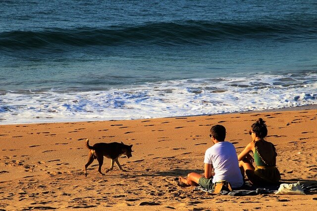dog friendly holiday parks