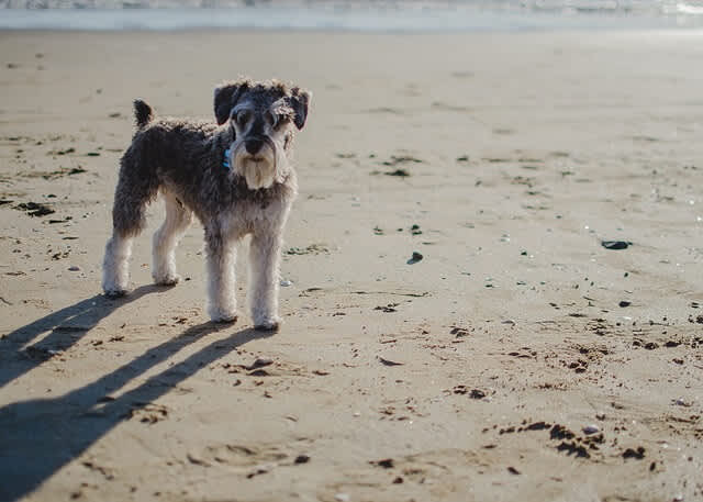 dog friendly holiday paws plus one Dog Friendly Holiday Parks
