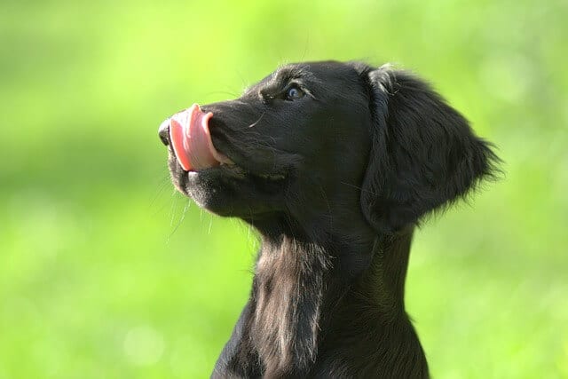best dog grooming tips retriever