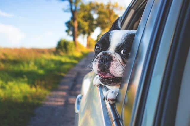 tops tips dog car
