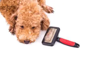 best dog grooming tips