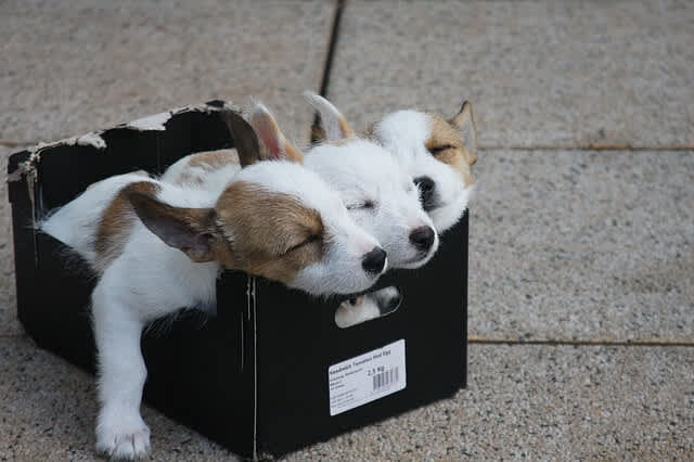 dog clicker training