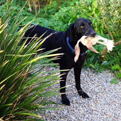 Strong Duck Prey Dog Toy | Eco-friendly Pet Toys – Paws Plus One