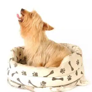 designer dog beds for sale paws plus one