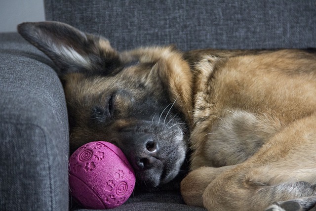 orthopaedic dog beds