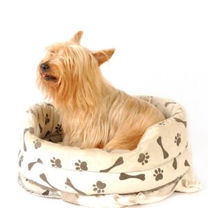 designer dog beds for sale at paws plus one