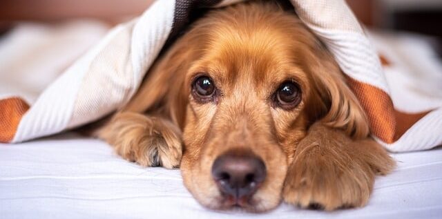 how often should i wash my dogs bed