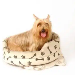 dog beds for sale