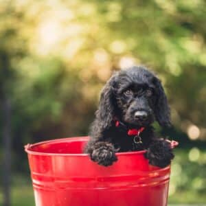 dog beds washable