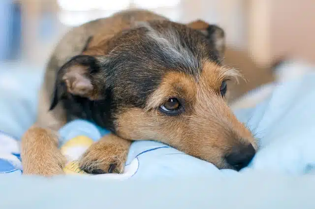 choosing dog bedding 