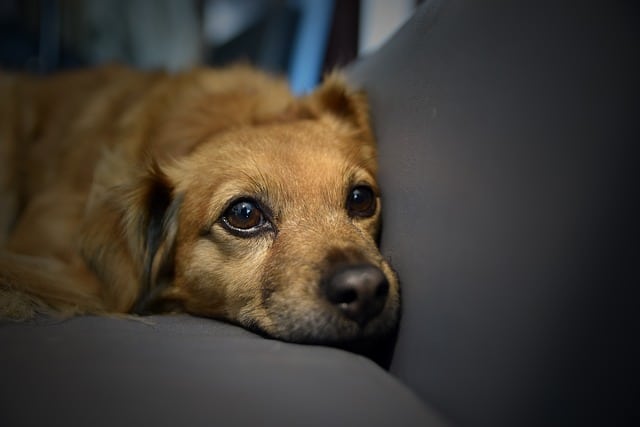 Exploring Elevated and Raised Luxury Dog Beds