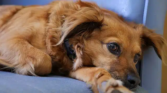 elevated dog beds for healthy dogs