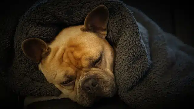upgrade your dogs sleep experience