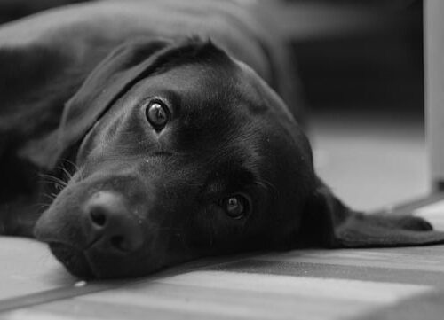 choosing luxury dog beds for Labradors